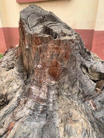 The media file is a close-up, horizontal shot of a large, gnarled piece of weathered wood. The wood displays a complex texture with deep crevices, rough grain, and varying shades of gray, brown, and a reddish-brown hue. The surface is highly detailed, showing evidence of age and exposure to the elements.
In the background, a wall with alternating bands of cream and reddish-brown color is visible. This wall suggests an outdoor setting, possibly part of a building or structure.
No people or specific activities are depicted. The focus is entirely on the texture and form of the wood, highlighting its natural patterns and imperfections. The lighting appears to be natural daylight, casting subtle shadows that emphasize the wood's contours. The location context provided is Kuru Karama, Nigeria, which might inform the type of wood or its environment, but no specific landmarks or cultural cues are directly visible in the image itself. No text is present in the media file.