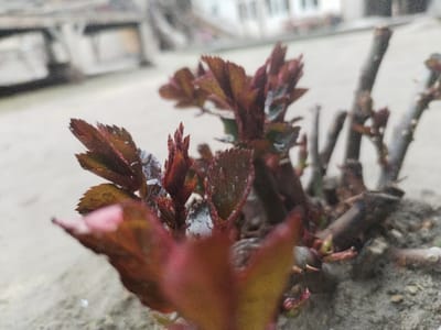 The image presents a close-up view of new plant growth in the city of Limbur, Uzbekistan. Young, reddish-brown leaves with serrated edges are emerging from multiple woody stems. These nascent leaves, ranging from small buds to partially unfurled foliage, exhibit numerous water droplets on their surfaces. The older, thicker stems are dark brown and show evidence of prior pruning. The plant is rooted in dark, coarse soil which transitions to a flat, light grey, possibly concrete surface in the lower foreground. The background is unfocused, revealing blurred architectural elements consistent with a building facade featuring windows and light-colored walls, indicating an outdoor, urban or suburban setting under diffused lighting conditions. No individuals or animals are visible.