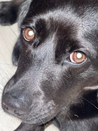This is a close-up, eye-level shot of a black dog's face, likely a puppy, taken indoors. The dog is looking directly at the camera with large, expressive brown eyes. The fur is short and appears sleek, with some highlights indicating a light source from above. The background is blurred, but appears to be a light-colored, possibly wooden surface, suggesting an indoor setting such as a home.

The focus is on the dog's facial features: its wet, dark nose, its whiskers, and its two large eyes, which show a bright reflection. The overall impression is one of curiosity and perhaps a touch of pleading or innocence from the subject. There is no text visible in the image. The time of day and weather are not discernible from the image content.