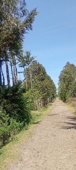 A dirt road stretches towards the horizon under a clear blue sky. Dense green trees and shrubs line the road's edge on one side. The other side is marked by taller, slender trees. Power lines are visible against the sky. The landscape suggests a rural or forested area.