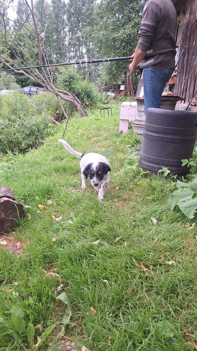 A short-haired, black and white puppy is walking on a grassy area in Kursieši, Latvia. The puppy has black markings on its face and body. Behind the puppy, a person wearing a grey sweater and blue jeans is holding a fishing rod. The environment appears to be rural, with trees and a wooden structure visible in the background. There is also a large black barrel to the right of the puppy.