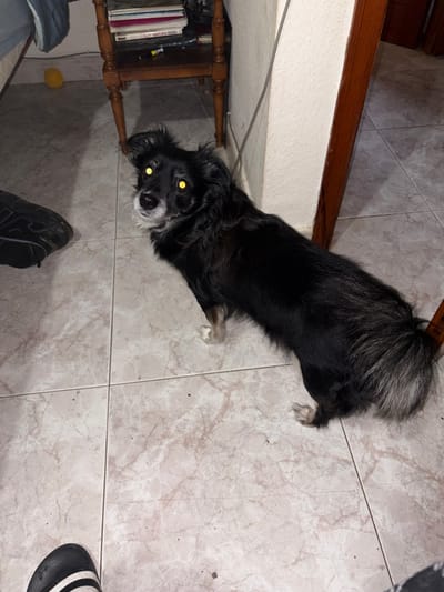 An indoor scene in Icod de los Vinos, Spain, features a black-furred dog with visible graying around its muzzle and chest, and a partially gray tail. The dog is positioned center-right, standing on a light-colored, veined tile floor, looking directly towards the camera, exhibiting prominent yellow ocular reflections (flash effect). In the left background, a dark wooden two-tiered end table or nightstand holds a stack of books or papers. A small yellow spherical object lies on the floor beneath the table. The toe of a dark athletic shoe is visible in the far left, and the toe of a black and white striped slide sandal is present in the lower left foreground. A light-colored textured wall extends across the right, with a thin gray cable running vertically along it, adjacent to a brown wooden door frame on the far right. The floor displays minor debris.