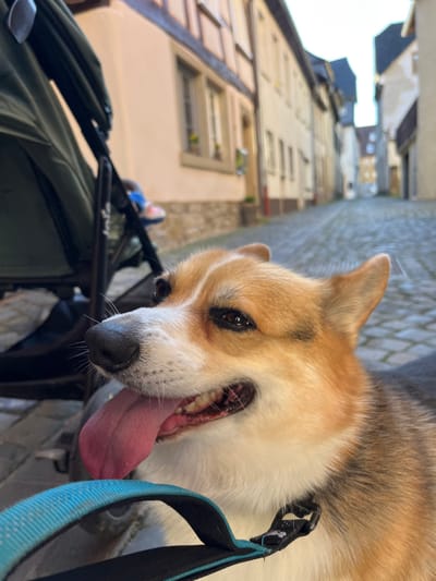A Pembroke Welsh Corgi is prominently featured in a close-up, low-angle shot on a cobblestone street in Meisenheim, Germany. The dog, predominantly golden-brown and white with dark eyes, is panting with its pink tongue extended and mouth open, revealing its teeth. A light blue and black leash is visible across its lower chest, attached to a black collar buckle. To the left of the dog, a dark green stroller or pushchair is partially visible, containing a blue and pink object. The background reveals a historic, narrow cobblestone street receding uphill, bordered by multi-story buildings. These buildings feature light-colored facades (beige/cream) and visible dark timber framing on some upper sections. Clear daylight illuminates the scene, with the sky visible above the distant buildings. No human figures are explicitly visible.