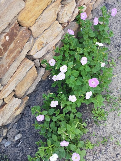 The image depicts a cluster of pink and white petunias growing alongside a rustic stone wall. The wall is constructed from irregular, layered stones, primarily in shades of tan, brown, and grey, showing natural striations and textures. The flowers, with their delicate, trumpet-shaped blooms and vibrant green foliage, create a lively contrast against the muted tones of the stone and the sandy ground. Some of the flowers are fully open, while others are still in bud. The ground is a mix of dark soil and lighter sand, with a few small pebbles scattered around. The scene is natural and unmanicured, suggesting an outdoor setting, possibly a garden or a natural landscape. The lighting is soft, indicating it might be a cloudy day or early morning/late afternoon. There is no visible text in the image. The location context of Krutinskiy, Russia, suggests a potentially temperate climate where such flowers and stone walls might be found.