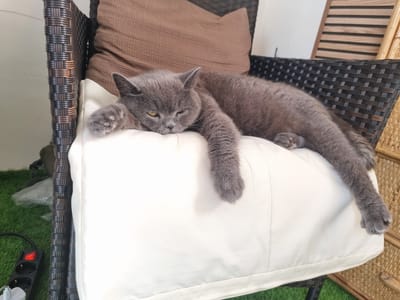 A gray cat is sleeping on a white cushion on a wicker chair. The chair is on a green artificial grass surface. In the background, there is a brown pillow and part of a wooden screen. There is also a power strip with a red switch on the artificial grass in the lower left corner of the image. The scene appears to be on a balcony or patio. The image does not provide any information about the location in the city of Xàtiva, Spain.