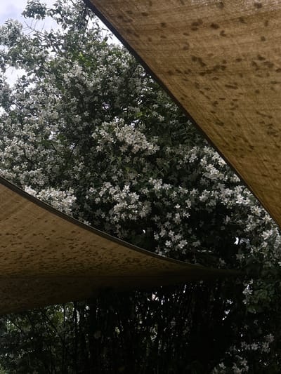The image depicts a close-up, low-angle shot of a dense tree laden with white flowers, possibly a jasmine or mock orange bush, in Zlín, Czechia. Two large, tan-colored fabric sunshades dominate the foreground, overlapping and partially obscuring the view of the flowering tree and the sky. The sunshades have a textured weave and are patterned with dark spots, likely from dappled sunlight. The tree is lush with dark green foliage and clusters of small, white, star-shaped flowers. The background shows a mix of foliage and a bright sky. The overall impression is one of an outdoor setting, possibly a garden or patio area, shaded by awnings, with a focus on the vibrant blooming vegetation. There are no people or animals visible in the frame.