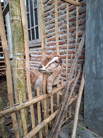 A brown and white goat with its head resting on a bamboo fence stands in front of a brick wall. The fence is constructed of bamboo poles, woven horizontally. The goat is looking directly at the camera. The goat's hindquarters are visible on the left side of the image. There are several other bamboo poles laying horizontally in front of the fence. The wall behind the fence is made of red bricks with mortar, partially covered in green moss. The background is a cement wall. The scene is located in Kecamatan Piyungan, Indonesia, at coordinates -7.841 latitude and 110.452 longitude.