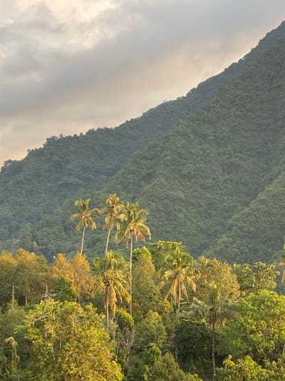 A panoramic, eye-level view captures a lush, verdant mountain range in Sawan, Indonesia. The mountains, densely covered in foliage, rise sharply towards a sky filled with muted, overcast clouds that create a soft, diffused light across the scene. In the foreground, a cluster of tall palm trees stands out against the darker green of the mountain. The lower portion of the image is dominated by a thick canopy of trees, their leaves illuminated by a warm, golden light, suggesting either sunrise or sunset. The overall impression is one of serene, natural beauty, with the vibrant greens of the vegetation contrasting with the soft grays and yellows of the sky and light. There are no people or discernible man-made structures in the frame.