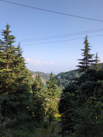 The image depicts a scenic view of a hilly, forested area, likely in or near Dharamkot, India. Tall evergreen trees, characteristic of coniferous forests, dominate the foreground and middle ground, with their dense foliage casting shadows on the terrain. In the background, rolling hills covered in similar vegetation stretch towards the horizon. A clear blue sky with a few wispy clouds forms the upper portion of the frame. Several power lines are visible crisscrossing the sky. The terrain appears to be uneven and sloped, suggesting a mountainous or hilly landscape. There are no people or animals visible in the image. The overall impression is one of natural beauty and tranquility, typical of a hill station environment.