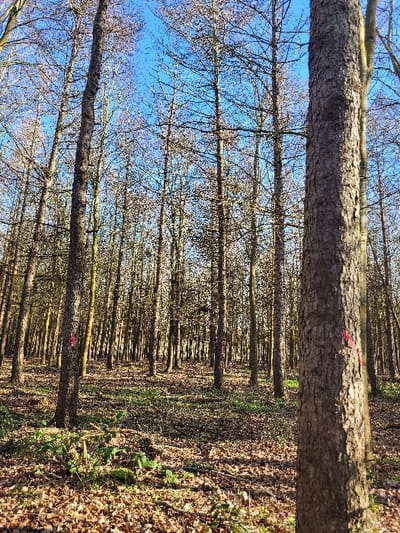 This image depicts a dense wooded area in Fleury-sur-Orne, France, under a clear blue sky. Numerous tall, slender deciduous trees with bare branches dominate the scene, consistent with a late autumn or winter period. The forest floor is extensively covered with a layer of fallen brown leaves, interspersed with patches of green ground vegetation, including ferns and moss, particularly prominent in the foreground. Dappled sunlight filters through the tree canopy, illuminating sections of the undergrowth and forest floor. Multiple tree trunks, including one prominent in the right foreground and another in the left midground, display distinct bright pink markings, consistent with spray paint, at varying heights on their bark. No individuals, animals, or artificial structures are visible within the frame.