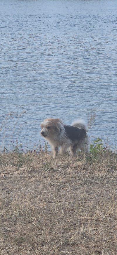 A medium shot captures a scruffy, medium-sized dog with shaggy, light brown and white fur on its head and body, and a dark grey patch on its back, standing on a grassy embankment. The dog is facing left, looking towards the viewer with its head slightly tilted. Its tail is fluffy and held upwards. The embankment is covered in dry, light brown grass and some scattered green vegetation. Behind the dog, a large body of water, likely a river or lake, fills the upper portion of the frame. The water is a muted blue color with visible ripples on its surface. The scene appears to be an outdoor natural setting, possibly a park or waterfront area. The location is identified as the banks of the Rhine River in Mainz, Germany.