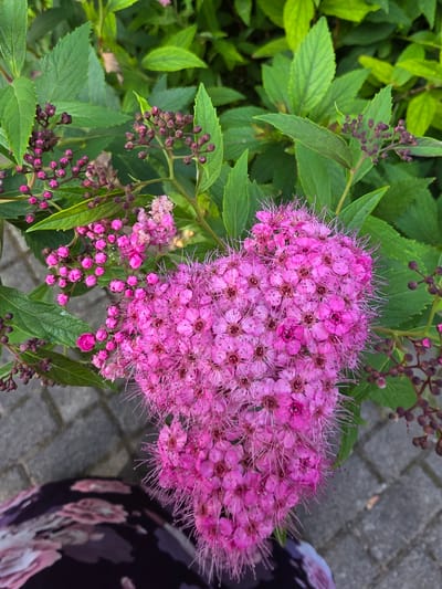 A close-up, overhead shot captures a vibrant cluster of pink flowers, resembling a heart shape, amidst lush green foliage. The flowers are small and star-shaped, with delicate, spiky petals. Some buds are visible, in various shades of pink and dark purple. The background consists of blurred green leaves and a textured gray paved surface, possibly a sidewalk or patio. In the lower left corner, a portion of a person's dark clothing with a floral pattern is visible, suggesting the flowers are at waist height or lower. The lighting is natural, indicating an outdoor setting. There is no specific indication of Frankfurt, Germany in the image itself.
