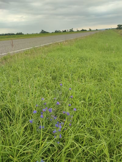 An overcast day is depicted on a rural road in Filimonovskaya, Russia. The road runs diagonally from the lower left to the upper right of the frame. To the right of the road, a field of tall, green grass is abundant. In the foreground of this field, several small purple flowers bloom amongst the grass. The field extends to the horizon, where a line of trees and bushes can be seen. The sky is filled with heavy, grey clouds.
