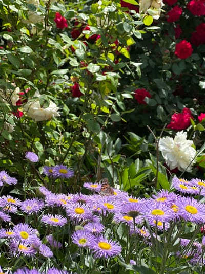 A butterfly is perched on a cluster of vibrant purple asters in full bloom, their yellow centers stark against the delicate petals. Behind the asters, a dense bush of roses, some red and some creamy white, forms a lush backdrop. The scene appears to be an outdoor garden, bathed in bright sunlight, with the foliage of both the asters and roses casting dappled shadows. The overall impression is one of a serene, natural setting, possibly within the city limits of Ihtiman, Bulgaria, given the context.