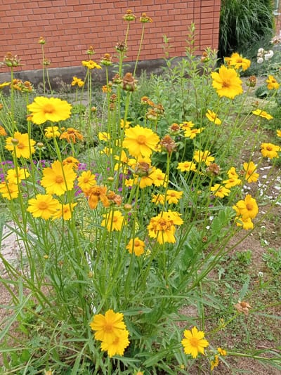 In Kubanskiy, Russia, a patch of vibrant yellow Coreopsis flowers is in bloom, set against a backdrop of a red brick building and lush green foliage. The flowers, in various stages of bloom and decay, are the main subjects, their bright petals contrasting with the weathered brickwork and the surrounding greenery. Some flower buds are still tightly closed, while others have fully opened, revealing their delicate structures. A few spent blooms, their centers dried and brown, add a touch of natural ephemerality to the scene. The ground beneath the flowers is covered with dry leaves and scattered white petals, suggesting the passage of time and the seasonal cycle. The image captures a moment of natural beauty in a residential setting, with the brick building hinting at the presence of human habitation nearby.