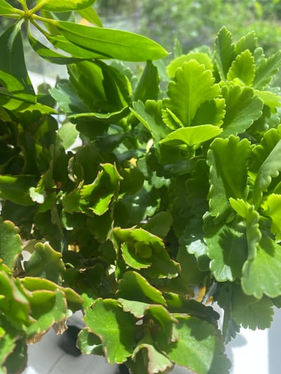 The image shows a close-up of several green plants with serrated leaves. The lighting suggests an outdoor environment with bright sunlight casting shadows on the foliage. There is no indication of any urban setting, people, or specific location like Vălcineț, Moldova. The scene is solely focused on the detailed texture and coloration of the plants.