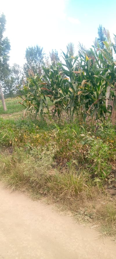 The image presents an outdoor scene depicting an agricultural landscape, consistent with rural or semi-rural areas in Thika, Kenya. In the foreground, a light brown dirt path or road traverses the lower portion of the frame. The edge of this path is lined with a mix of green and dry, brownish grasses and various weeds.

The midground is dominated by a dense field of tall corn (maize) plants. The corn stalks are predominantly vibrant green, with many exhibiting visible tassels (male flowers) at their apexes, indicating a mature growth stage. Some of the corn leaves show signs of browning or yellowing. Beneath the corn plants, there is a variety of undergrowth, including diverse green plants, some dried foliage, and a notable bush with small white flowers located in the lower-midground.

In the background, several tall trees with green canopies rise above the cornfield. The sky is bright and mostly clear, transitioning from a pale blue at the top to a washed-out white nearer the horizon, suggesting it is daytime, likely mid-morning or early afternoon. There are no visible people, animals, or man-made structures other than the implied cultivated land. No visible text is present.