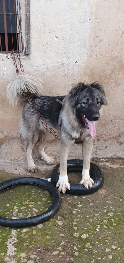 A shaggy, grey and black Caucasian Shepherd Dog is chained to a weathered wall in a dirt yard. The dog stands with its front paws resting on two black tires. Its tongue is hanging out, and its mouth is open. The wall behind the dog is cracked and peeling. A metal grate is visible on the left side of the image, attached to the wall. The ground is a mixture of dirt, moss, and small stones. The setting appears to be an outdoor enclosure, possibly a backyard or a kennel. The image does not contain any contextual information to place it in the city of Anguldi, Nigeria.