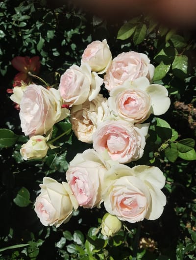 A cluster of light pink and white roses is the central subject of the image, set against a backdrop of dark green foliage. The roses are in various stages of bloom, with some fully open and others still buds. The lighting suggests it is daytime, with sunlight creating shadows on the leaves and highlighting the delicate petals of the flowers. The image does not contain any discernible elements to identify a specific location in Sumy, Ukraine.