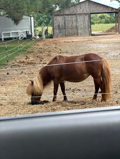 A brown miniature horse with a blonde mane and tail grazes on dry hay within a fenced-in area. The horse is angled away from the camera, facing towards the ground and partially obscured by a wire fence. In the background, a rustic wooden barn with a large opening revealing a green field and trees stands. To the left, a white metal building with a pitched roof is visible, and further back, another animal, possibly a calf, can be seen. The setting appears to be rural, with dry vegetation and pine trees present. The time of day seems to be daytime, likely sunny given the shadows. The overall impression is that of a farm or ranch. There is no visible text in the image.