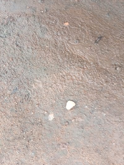The image shows a close-up, overhead view of wet, muddy ground. The surface is uneven, with small pebbles and dirt mixed together. There is a single, small, light-colored object, possibly a pebble or a piece of debris, located slightly off-center in the lower half of the frame. The overall impression is of a natural or unpaved surface that has recently been exposed to water, creating a sheen and subtle textures on the ground. No specific Zinna, Nigeria landmarks or distinguishing environmental features are visible.