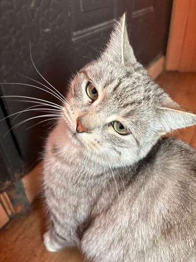 A close-up, high-angle shot shows a grey tabby cat with green eyes and a pink nose. The cat's head is tilted, and its long white whiskers are prominent. It is sitting on a wooden floor. In the background, a dark surface, possibly a door, is visible. The environment suggests an indoor domestic setting. The location is not specified within the image or its context.