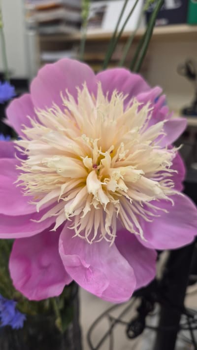 A close-up, vertical shot focuses on a large, pink peony flower in full bloom. The outer petals are a soft, vibrant pink, and they curve outwards, framing the flower's center. The center is a dense cluster of delicate, creamy-yellow stamens, tipped with a slightly darker yellow. The stamens are numerous and feathery, creating a striking contrast with the smooth pink petals. In the background, the scene is blurred, suggesting an indoor setting. Hints of blue flowers and green stems are visible to the left, peeking from behind the peony. The background also shows indistinct shapes of shelves or furniture with papers and objects, typical of an office or floral shop environment. There is no indication of the flower's location within the city of Daugavpils, Latvia.