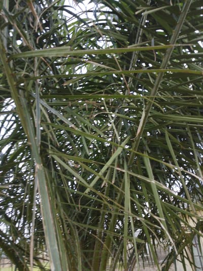 A dense canopy of green palm fronds fills the frame, obscuring much of the background. The fronds are long, slender, and appear to be slightly wilted, with some of them overlapping and creating a tangled effect. The sky is visible in patches through the leaves, appearing overcast or hazy. The overall impression is of looking up through the dense foliage of a palm tree. While the image depicts a natural scene, it is set within the city of Shendam, Nigeria, suggesting the palm tree is likely located in an urban or semi-urban environment there. No people, actions, or interactions are visible.