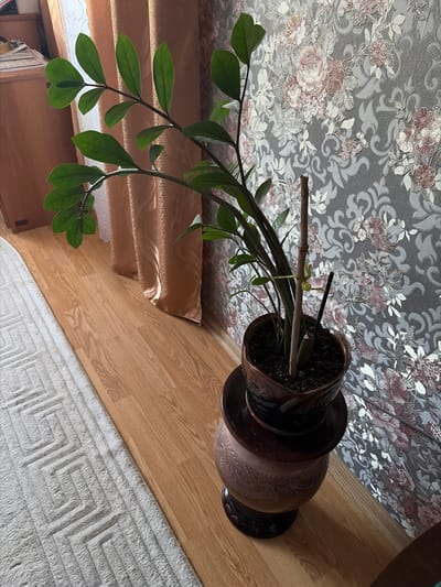 The image shows an indoor scene, likely a domestic setting, featuring a potted plant with glossy green leaves. The plant is in a brown ceramic pot, which sits on a larger, ornate brown ceramic vase. The plant itself is supported by a thin wooden stick. Behind the plant, a wall is covered in floral wallpaper with a grey background and pink and white floral patterns. To the left of the plant are sheer, peach-colored curtains, and further left, a wooden piece of furniture, possibly a dresser or cabinet, with papers stacked on it. The floor is made of light-colored wood, and a cream-colored rug with a geometric pattern is visible in the lower left portion of the image. The lighting suggests it is daytime, with sunlight casting shadows from the plant onto the wall. There are no people or animals visible in the image. The image is taken from a slightly elevated angle, looking down towards the floor. There is no information within the image itself that would suggest a location in the city of Skopin, Russia; the description of the scene is purely based on the visual elements present.