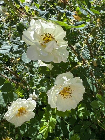 The image shows a close-up of several white rose blossoms amidst green foliage. The roses are in various stages of bloom, with some fully open and others partially closed. The petals are delicate and have a slightly ruffled appearance. The center of each open flower reveals yellow stamens. The background consists of lush green leaves and thorny stems, suggesting the roses are growing on a bush or vine. Sunlight filters through the leaves, creating dappled shadows on the flowers and foliage. The scene appears to be outdoors, in a natural setting. There are no people or man-made objects visible in the image. This image does not contain any information that would specify its location within the city of Zelenaya Roshcha, Russia.