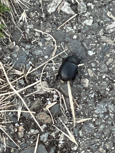 The image shows a black beetle on a gravelly surface. The beetle is in the center of the frame, facing to the left. It is a medium-sized beetle with a shiny black exoskeleton. Its antennae are visible, and it appears to be stationary. The ground is made up of small, dark gray pebbles and some lighter-colored stones. There are also a few dry, straw-like pieces of vegetation scattered across the ground. The lighting suggests it might be daytime, but the exact time of day is not discernible. There are no people or text visible in the image. The setting appears to be outdoors, possibly a path or an area with loose ground cover. The image is a close-up shot, focusing on the beetle and its immediate surroundings. The overall impression is one of natural simplicity, highlighting the small detail of the insect against its textured environment.