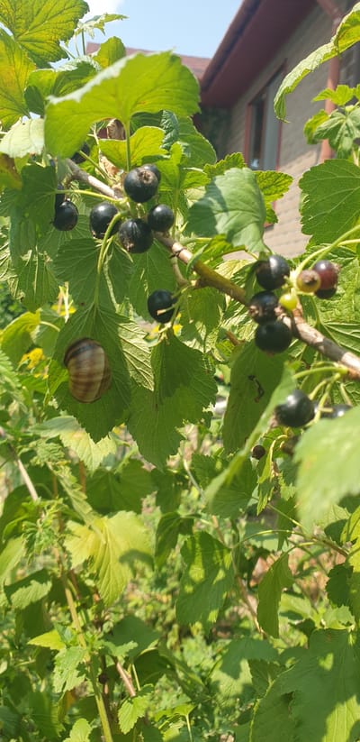 In the city of Verkhorechenske settlement, Ukraine, a close-up shot captures a branch of a black currant bush laden with ripe berries. Sunlight dapples through the lush green leaves, illuminating the dark, glossy fruit. Among the foliage, a snail with a striped shell rests on a leaf, its presence adding a touch of nature's quiet charm to the scene. In the background, a building with a reddish-brown roof and brick walls suggests a residential setting. The overall impression is one of natural abundance and tranquil rural life.