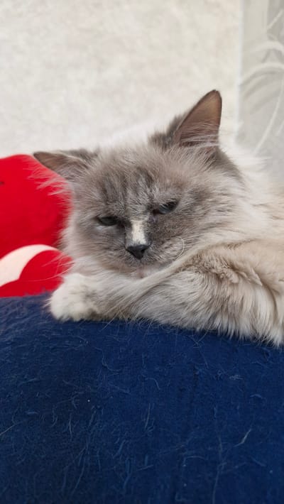 A gray and white cat is lying on a blue fabric surface. The cat's head is tilted to the side, and it appears to be resting. A red and white object is visible near the cat's head. The background includes a white wall. The location is unknown.