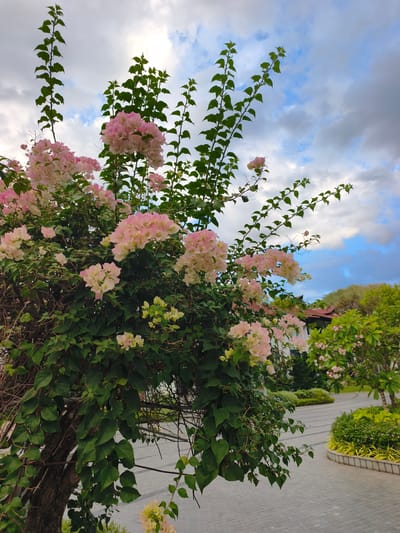 The image depicts a bougainvillea plant with light pink and white bracts in bloom, set against a cloudy sky with patches of blue. The plant has lush green leaves and a gnarled trunk. In the background, there is a paved walkway with a curved design, bordered by manicured green bushes and smaller flowering trees. The architecture of a building with a red-tiled roof is partially visible behind the foliage. The scene appears to be an outdoor area in a park or garden setting. The location is identified as Quy Nhơn Nam, Vietnam, suggesting a tropical or subtropical climate suitable for such flora. There are no people or animals visible in the image.