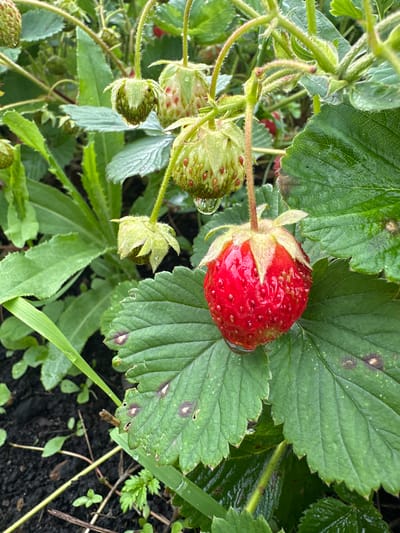 A ripe, red strawberry hangs from a stem, glistening with water droplets. It rests on a large, green leaf with serrated edges. Several unripe, green strawberries are visible in the background, some also bearing water droplets. The surrounding foliage is lush and green, with dark soil visible at the base. The scene appears to be outdoors, possibly in a garden or farm setting in Yaroslavka, Russia. No people are present in the image. The overall impression is one of fresh, natural growth, possibly after a rain shower.