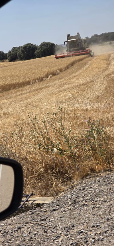 The image shows a combine harvester in a wheat field, harvesting the crop. The combine is predominantly white and red, with a large cutting header at the front. Dust is being kicked up by the machine as it works. The field is golden with ripe wheat, indicating it's harvest season. In the background, there is a line of dark green trees, suggesting a wooded area bordering the field. The sky is a clear, light blue, implying fair weather and daytime. To the right of the frame, a portion of a gravel road is visible, with the edge of a car's side mirror in the foreground. The reflection in the mirror shows a road. The overall scene suggests an agricultural landscape in a rural area. The time of day appears to be afternoon, given the bright sunlight casting shadows and the quality of the light. The location is identified as Angüés, Spain. There is no visible text in the image.