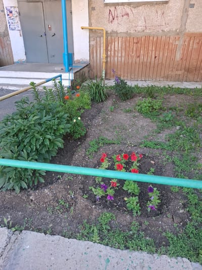 The image depicts a small, well-maintained flower bed in front of a multi-story building, likely an apartment complex. The flower bed is situated on a patch of dark soil, with a low green metal fence running horizontally across the foreground. Various flowers are visible, including red petunias, purple petunias, and some orange lilies. A large, leafy green bush, possibly a peony, dominates the left side of the flower bed. The building behind the flower bed has a concrete facade, a set of double grey doors with locks, and a yellow gas pipe running vertically. Graffiti is present on the upper part of the building's wall. The ground around the flower bed is a mix of soil and sparse green vegetation. The scene is well-lit, suggesting daytime.