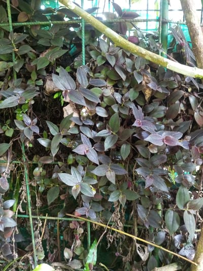 The image displays a dense arrangement of small-leaved plants in Kanand, India. The foliage consists of numerous ovate leaves, exhibiting colors from dark green to shades of purplish-brown. A green, grid-patterned mesh or trellis is partially visible through the vegetation, acting as a support structure. Two distinct light-brown, branch-like elements are present: one traverses diagonally across the upper right section of the frame, and another extends vertically along the right edge. Small, white to yellowish bud-like structures are interspersed among the leaves. No human figures, animals, or specific actions are depicted. The environment appears verdant and overgrown.