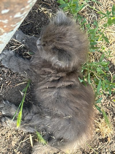 A fluffy gray kitten is lying down on the ground amidst dry grass and some green foliage. The kitten is positioned in the center of the frame, facing towards the left. Its fur is long and appears somewhat unkempt, with some pieces of grass and debris clinging to it. The kitten's eyes are not clearly visible, but its head is lowered as if it is resting or looking down at the ground.

The ground is a mixture of dark soil, dry organic matter, and small stones or wood chips. Green blades of grass and some dried stalks are scattered around the kitten. In the lower left corner of the image, a portion of a light-colored, textured object, possibly a wooden post or plank, is visible, partially obscuring the kitten. Two green seed heads of grass are also positioned on the kitten's back and near its paws.

The lighting suggests it is daytime, likely with bright sunlight given the shadows and the overall illumination. The scene appears to be outdoors in a natural setting, possibly a garden or a field. No people are visible in the image, and there is no visible text. The overall impression is one of a young animal resting in a natural environment.