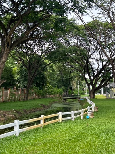 The image depicts a scenic canal bordered by lush green grass and mature trees with sprawling branches. A white wooden fence runs along the edge of the grass, separating it from the canal. On the far side of the canal, a concrete wall with decorative pillars is visible, with more trees and vegetation beyond. A small, dark bridge spans the canal in the middle ground, leading to a path on the other side. In the foreground, a white and yellow fence curves along the grassy bank. A blue cylindrical object and some stacked bricks are situated next to the fence on the right side of the image. The sky is overcast, suggesting a temperate climate. The overall impression is one of a well-maintained park or garden area within an urban setting. The presence of a canal and abundant greenery suggests it could be a public park or recreational area in Chiang Mai City Municipality, Thailand.