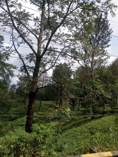 This image depicts a lush, verdant landscape featuring a tea plantation in Thanthirimale, Sri Lanka, observed under an overcast sky.
In the immediate foreground, the top edge of a yellow and black barrier, possibly a guardrail or vehicle component, is visible at the bottom of the frame. Above this, dense, untamed green foliage and grasses occupy the lowest portion of the scene.
A large, deciduous tree with a rough, light brown trunk stands centrally in the left-midground, extending vertically through the majority of the image. Its branches spread widely, covered with numerous small to medium-sized green leaves. Multiple thin, dark horizontal wires, consistent with electrical or communication lines, traverse the frame, passing through and behind the tree's canopy. Another similarly foliaged tree is partially visible to the right of the central tree.
Beyond these foreground trees, a distinct tea plantation occupies a significant portion of the midground. The plantation features orderly, neatly trimmed dark green tea bushes arranged in contoured rows across a gently sloping terrain. Scattered taller trees are interspersed within or along the borders of the tea cultivation.
The background consists of dense, dark green foliage and trees, indicating a forested or heavily vegetated area. The sky, visible through gaps in the tree canopy, is predominantly light grey with some brighter white areas, suggesting an overcast or partly cloudy condition. No human subjects, animals, or active interactions are discernible within the frame.