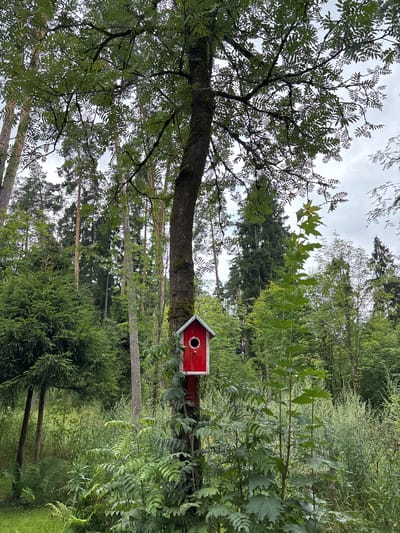 The image depicts a red birdhouse mounted on a tree trunk in a forest setting. The birdhouse is small, with a white circular opening and decorative white trim. It is positioned in the mid-ground, slightly to the right of center. The tree trunk it is attached to is dark and textured, with moss visible. Lush green foliage surrounds the base of the tree and extends into the foreground, including ferns and other leafy plants. In the background, a dense forest of various trees, including tall pines and deciduous trees with lighter bark, creates a natural, somewhat wild atmosphere. The sky above is overcast with soft, diffused light. This scene is located in the city of Pavlovskaya Sloboda, Russia. There are no people visible in the image.