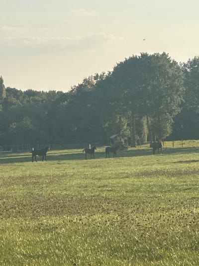 The image displays a rural landscape in Vern-sur-Seiche, France. A green pasture occupies the foreground and midground, featuring varying grass heights and darker patches of earth or vegetation. Four dark-coated horses are positioned in the midground. From left to right, one adult horse stands facing right, followed by two smaller horses (likely foals or juveniles) also facing right, and a fourth adult horse standing on the far right, facing left. All horses are static. The background is dominated by a dense treeline of mixed deciduous foliage, with a distinct tall, slender tree visible on the far left. A pale, hazy sky with minimal cloud cover is visible above the treeline. A small, dark, unidentified aerial object is present high in the sky, above the center of the treeline. Man-made structures within the scene include a horizontal fence line extending across the midground behind the horses, a partially visible, light-roofed shelter nestled among trees on the right, and faint blue cylindrical objects situated near the fence on the left side of the field. Additionally, two faint white vertical markers are visible in the field near the left and central horses.