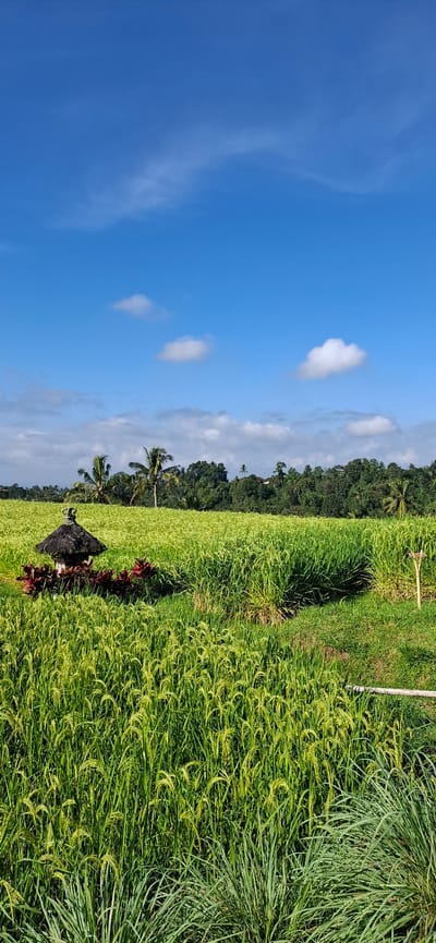 The image depicts a landscape in Penebel, Indonesia, characterized by a lush, green field of rice paddy on the right. In the foreground, there's a dark structure, possibly a scarecrow or a small shelter, surrounded by red plants. Behind the rice paddy and structure, several palm trees are visible, followed by a line of dense green forest. The sky to the left is a clear, bright blue with scattered white clouds.