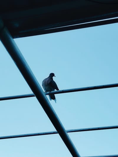 A lone dove is perched on a horizontal metal railing against a clear, pale blue sky. The bird is silhouetted, with its back to the viewer, its head turned slightly to the left. The dove is a muted brown color with a darker head and tail. It appears to be a young bird. The railing is dark gray and appears to be part of a larger structure, possibly an overhead walkway or bridge, as indicated by the presence of another darker, angled metal beam above. The overall scene is simple and quiet, with the bird being the sole focus of attention. The location in Kölkent, Kazakhstan, is not evident from the visual cues in the image.