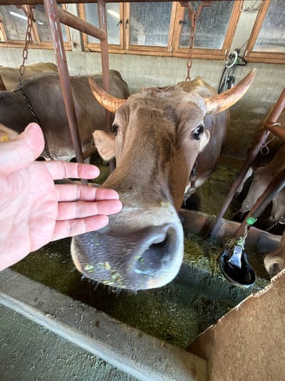 The image depicts a close-up view of a cow's face in what appears to be a barn or stable. A human hand is visible in the foreground, extended towards the cow's muzzle, with the fingers slightly parted as if offering something. The cow has brown fur, prominent horns, and is looking directly at the camera. The environment is characterized by hay or straw on the ground, wooden structures, and metal bars, suggesting an agricultural setting. The location is identified as Krimovice, Montenegro.