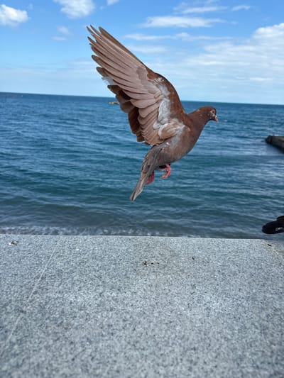 A brown pigeon is captured mid-flight over the sea. The pigeon's wings are spread, with its feathers showing a mix of brown and lighter white or gray tones. Its feet are a pinkish-red color and are tucked up. The pigeon is positioned in the upper right quadrant of the image, with its head facing towards the right and slightly downwards.
The background consists of a deep blue sea with moderate waves. The horizon line is visible, separating the sea from a bright blue sky with scattered white clouds. In the foreground, a granite surface appears to be a walkway or ledge. A dark object, possibly another bird or a shadow, is visible on the granite surface to the right of the pigeon. The scene suggests an outdoor location, possibly a seaside promenade or pier. There are no visible people in the image. The lighting indicates it is daytime, with the sun casting some shadows. The overall atmosphere is one of natural movement and serene coastal scenery.