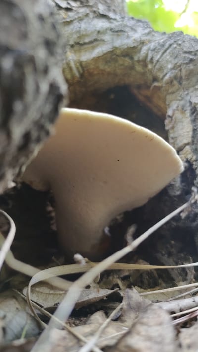 A pale, shelf-like fungus emerges from a hollow in a tree trunk. The tree bark is rough and textured, with shades of gray and brown. The fungus is a light cream color with a smooth surface, and a small black speck is visible on its cap. The surrounding area is covered in dry leaves and grass, with some blurred green foliage visible in the background, suggesting an outdoor, natural setting. The image was captured in Mikhaylovka, Russia.