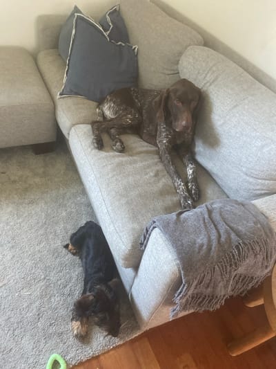 This media file shows two dogs resting on and beside a grey sofa in a home. One dog, a German Shorthaired Pointer, is lying on its side on the sofa, with its paws extended and its head resting on a cushion. Its coat is brown with white speckles. The other dog, a Dachshund, is lying on the floor next to the sofa, with its head resting on its paws. Its coat is black and brown.
The scene is indoors, with a grey carpet on the floor and wooden flooring visible in the background. A grey blanket with a distressed, fringed edge is draped over the back of the sofa. A dark blue cushion with white piping is positioned on the sofa, near the German Shorthaired Pointer. A green dog toy is visible on the carpet near the Dachshund. The lighting suggests it could be daytime. The overall mood is peaceful and relaxed. There is no visible text in the media file. The context provided indicates the location is Matosinhos, Portugal.
