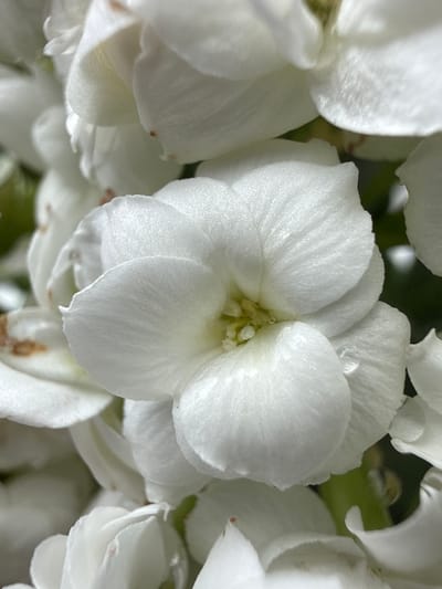 A close-up, macro photograph showcases the delicate white petals of several flowers, their textured surfaces catching the light. The focus is on a central bloom, revealing its intricate structure and a hint of pale yellow at its center. Other flowers, partially blurred, surround it, creating a soft, layered effect. The overall impression is one of natural beauty and gentle detail. The image is a photograph taken outdoors, likely in a garden setting, with hints of green foliage in the background. The specific location in Ridabu, Norway, is not discernible from the visual information provided in the image.